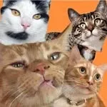 Stevie, Mac, Vinny, and Lana avatar