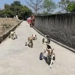 Tails of Compassion Trust avatar