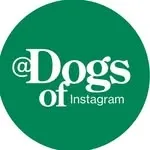 DogsOfInstagram by GreatPetCare avatar