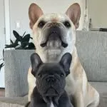 Frank & Fergie avatar