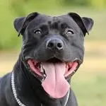 Will Pitbull avatar